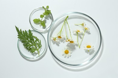 Photo of Petri dishes with chamomile flowers and green leaves isolated on white, top view