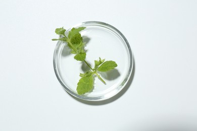 Photo of Petri dish with green twig isolated on white, top view