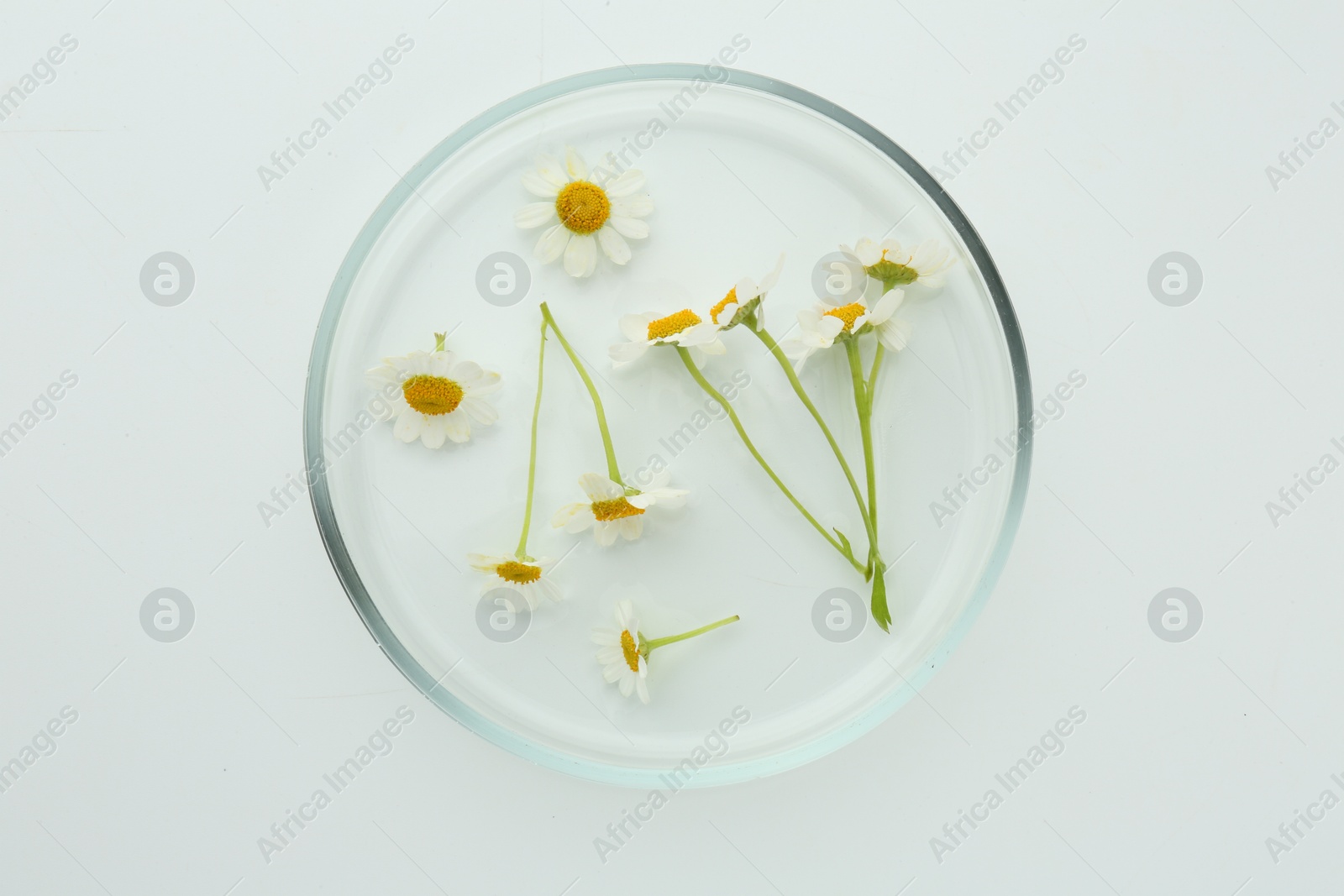 Photo of Petri dish with chamomile flowers isolated on white, top view