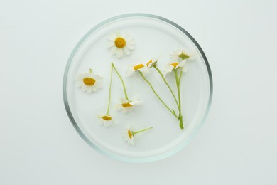 Photo of Petri dish with chamomile flowers isolated on white, top view