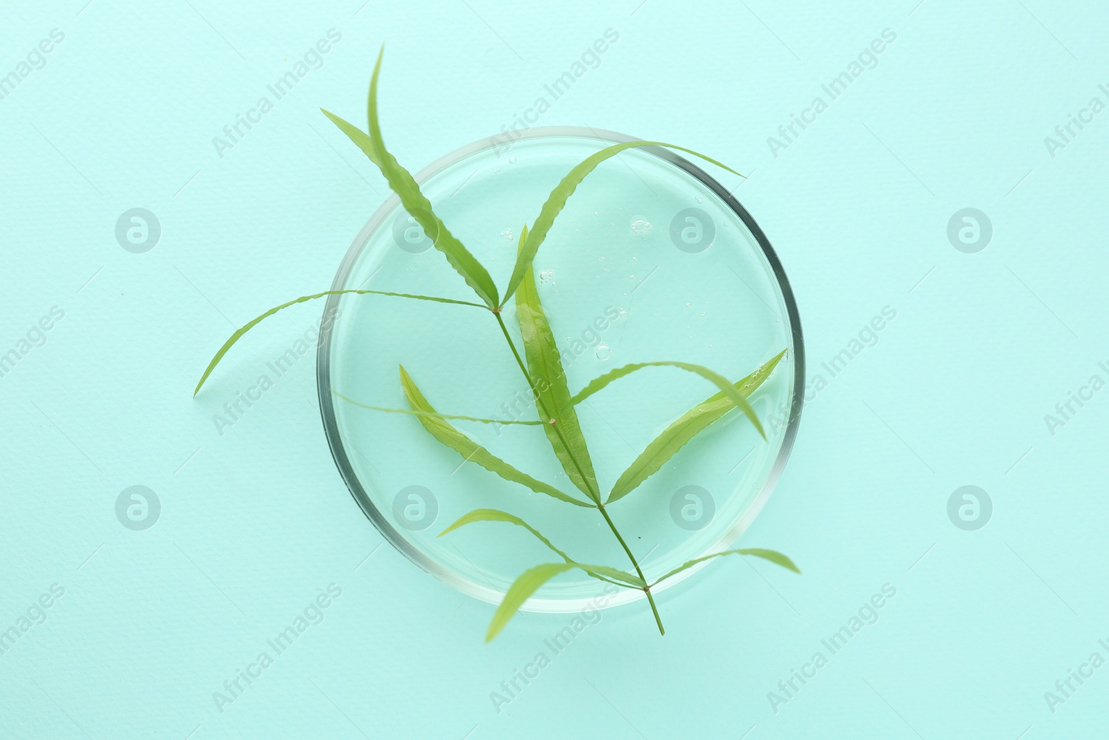 Photo of Petri dish with green twig on light blue background, top view