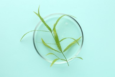 Photo of Petri dish with green twig on light blue background, top view