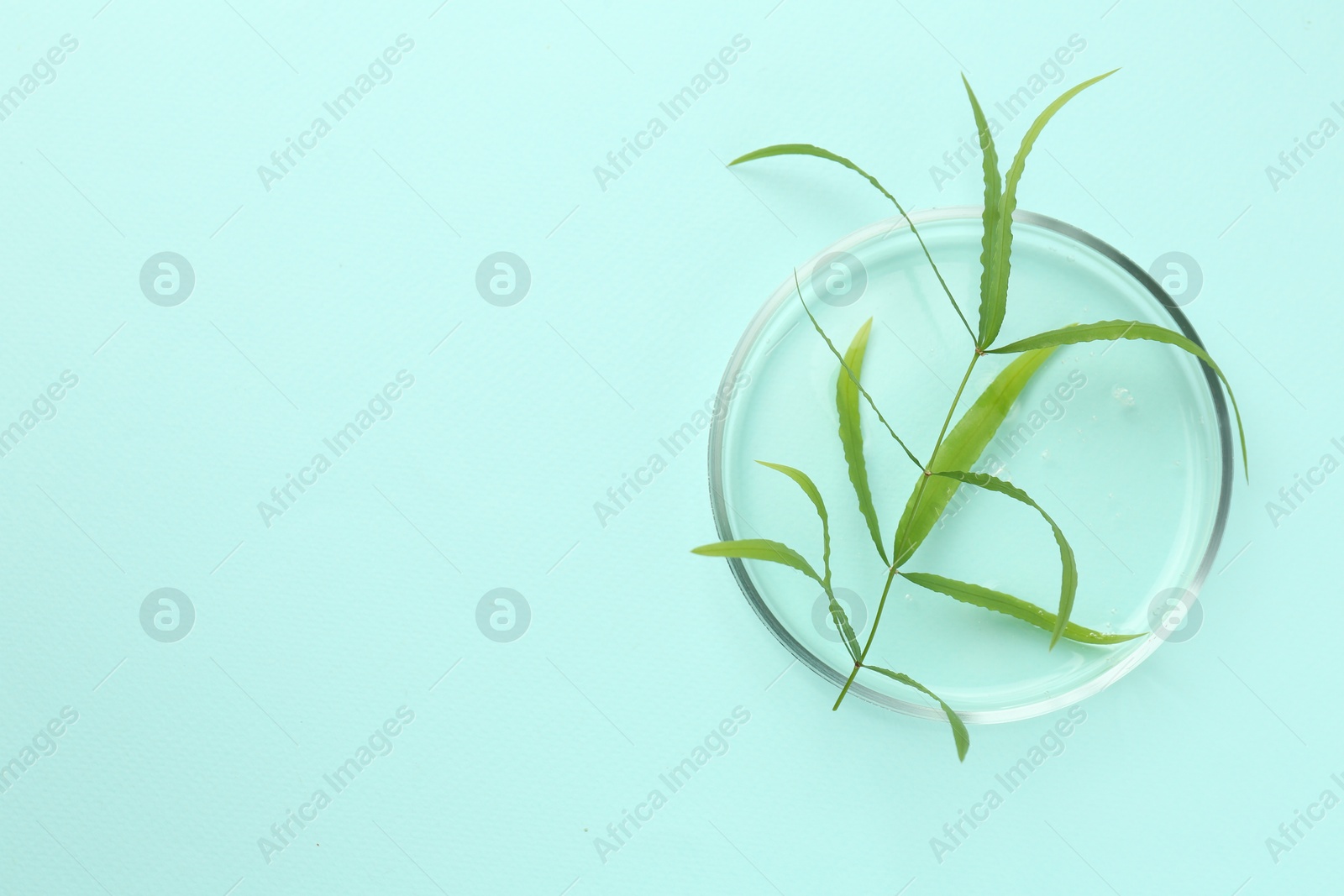 Photo of Petri dish with green twig on light blue background, top view. Space for text