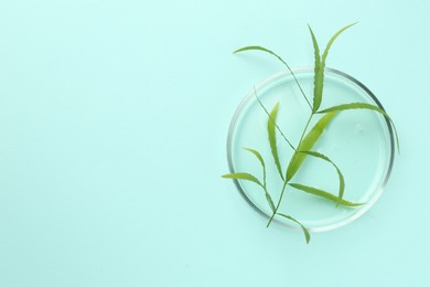 Photo of Petri dish with green twig on light blue background, top view. Space for text