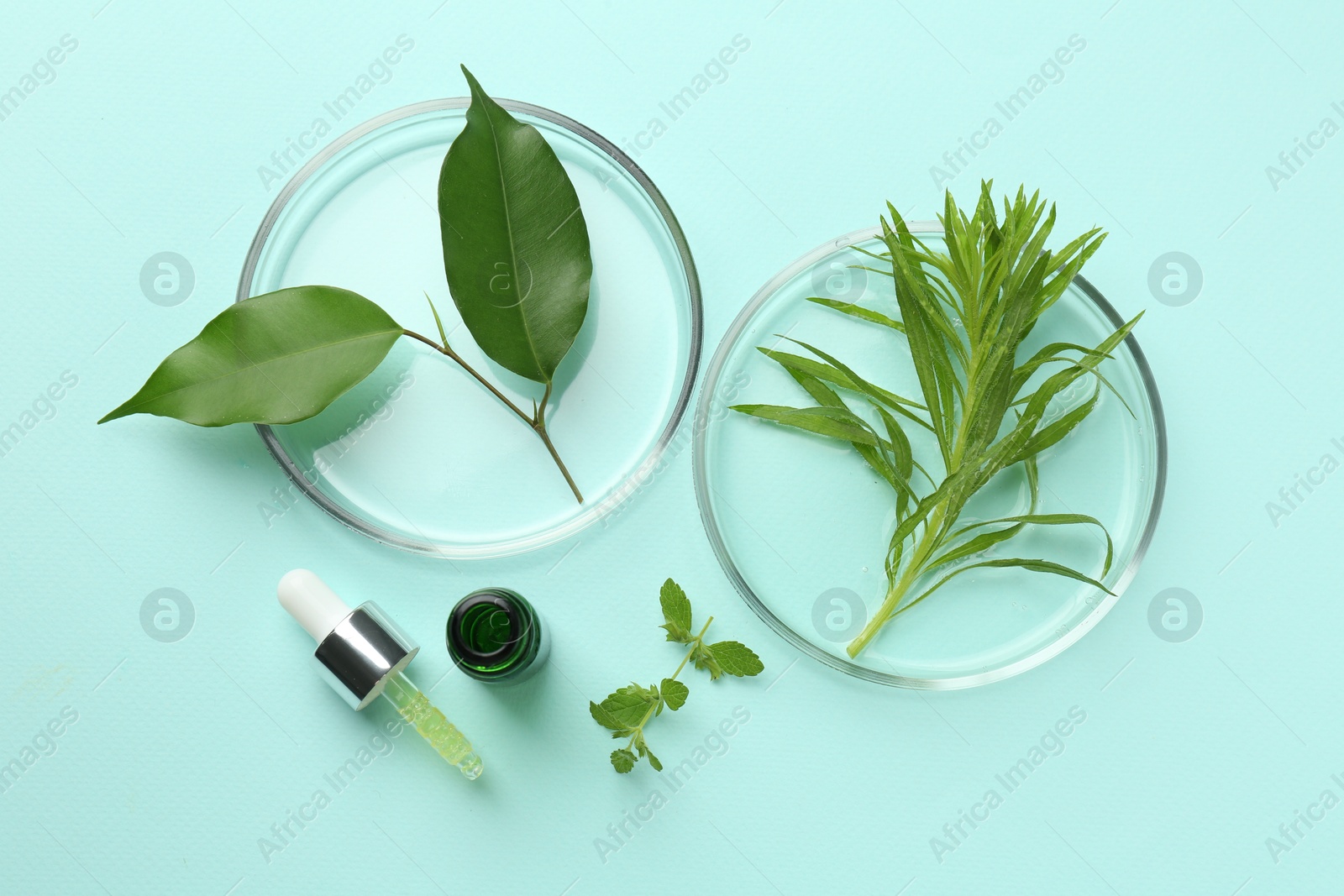 Photo of Petri dish with green leaves and cosmetic product on light blue background, top view