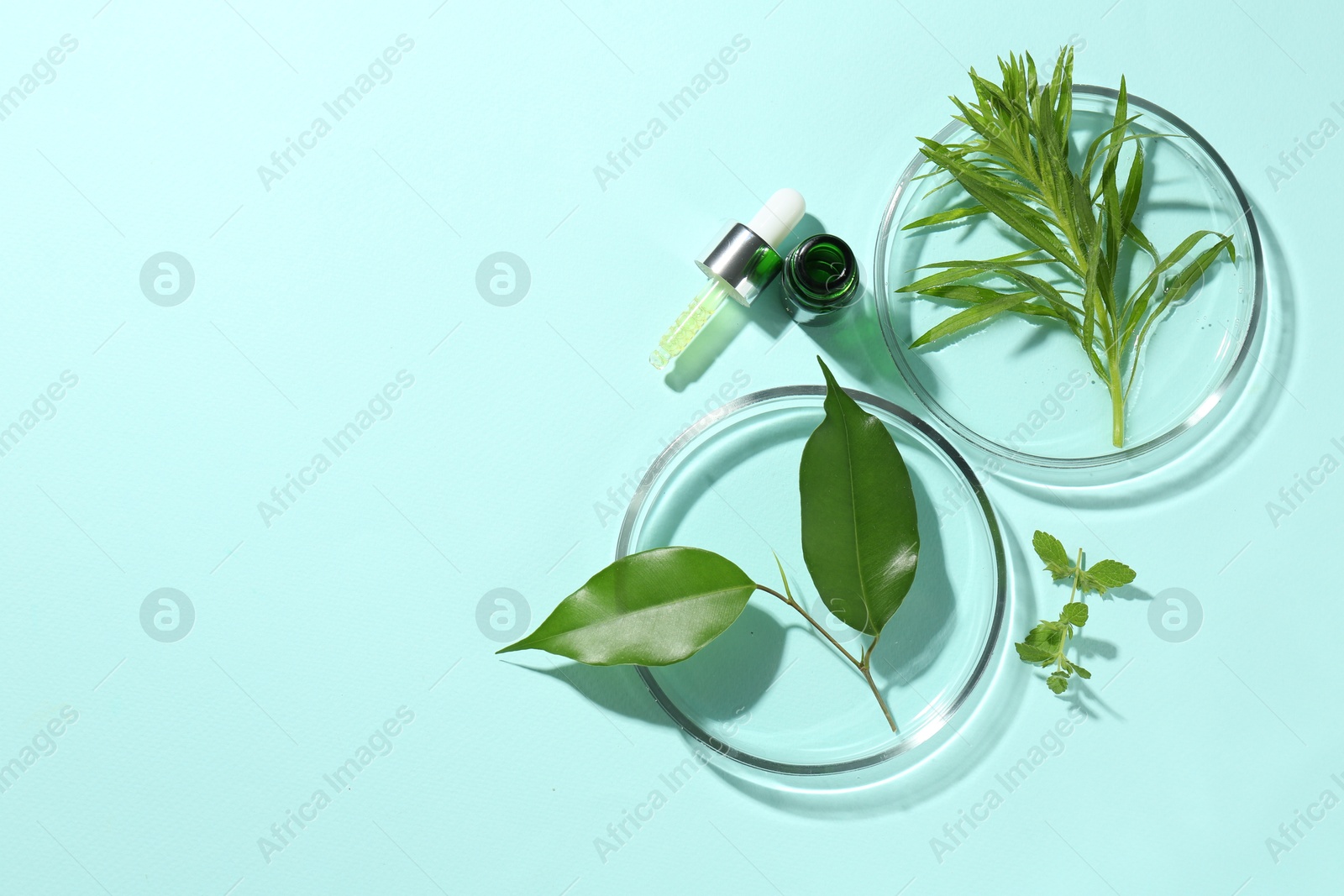 Photo of Petri dish with green leaves and cosmetic product on light blue background, top view. Space for text