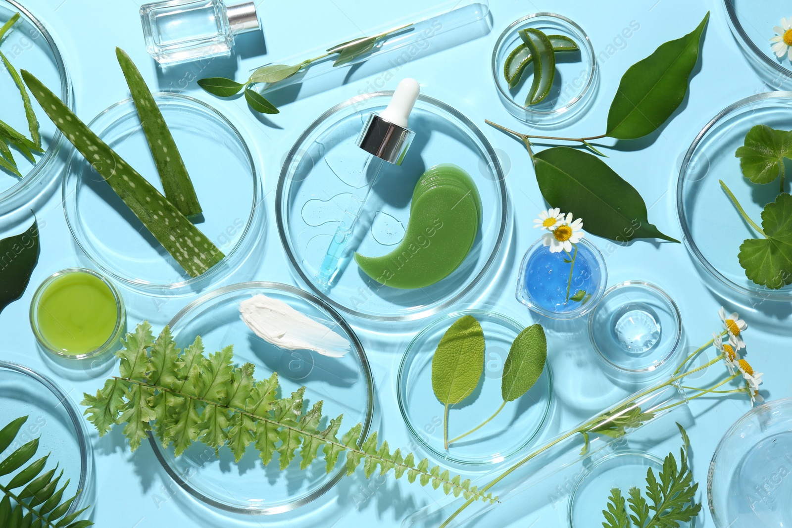 Photo of Petri dishes with different fresh leaves, chamomile flowers and cosmetic products on light blue background, flat lay