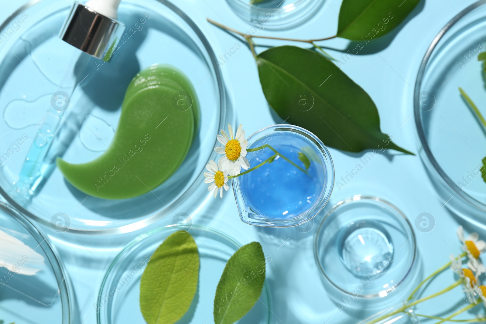 Photo of Petri dishes with different fresh leaves, chamomile flowers and cosmetic products on light blue background, flat lay