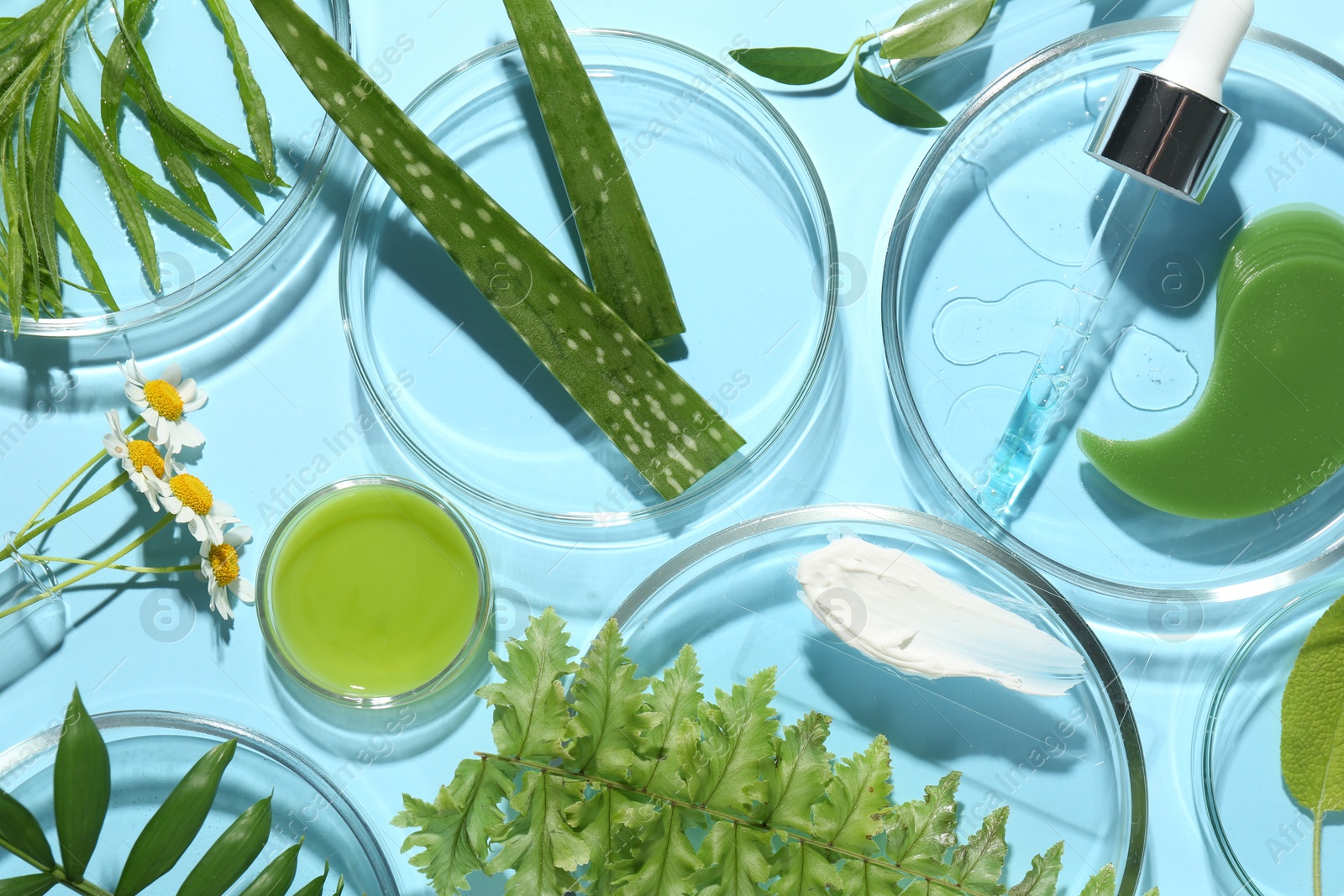 Photo of Petri dishes with different fresh leaves, chamomile flowers and cosmetic products on light blue background, flat lay