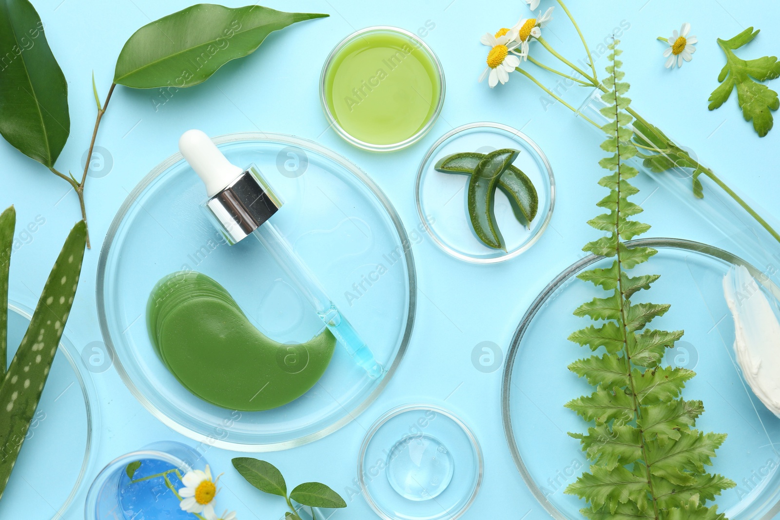 Photo of Petri dishes with different fresh leaves, chamomile flowers and cosmetic products on light blue background, flat lay