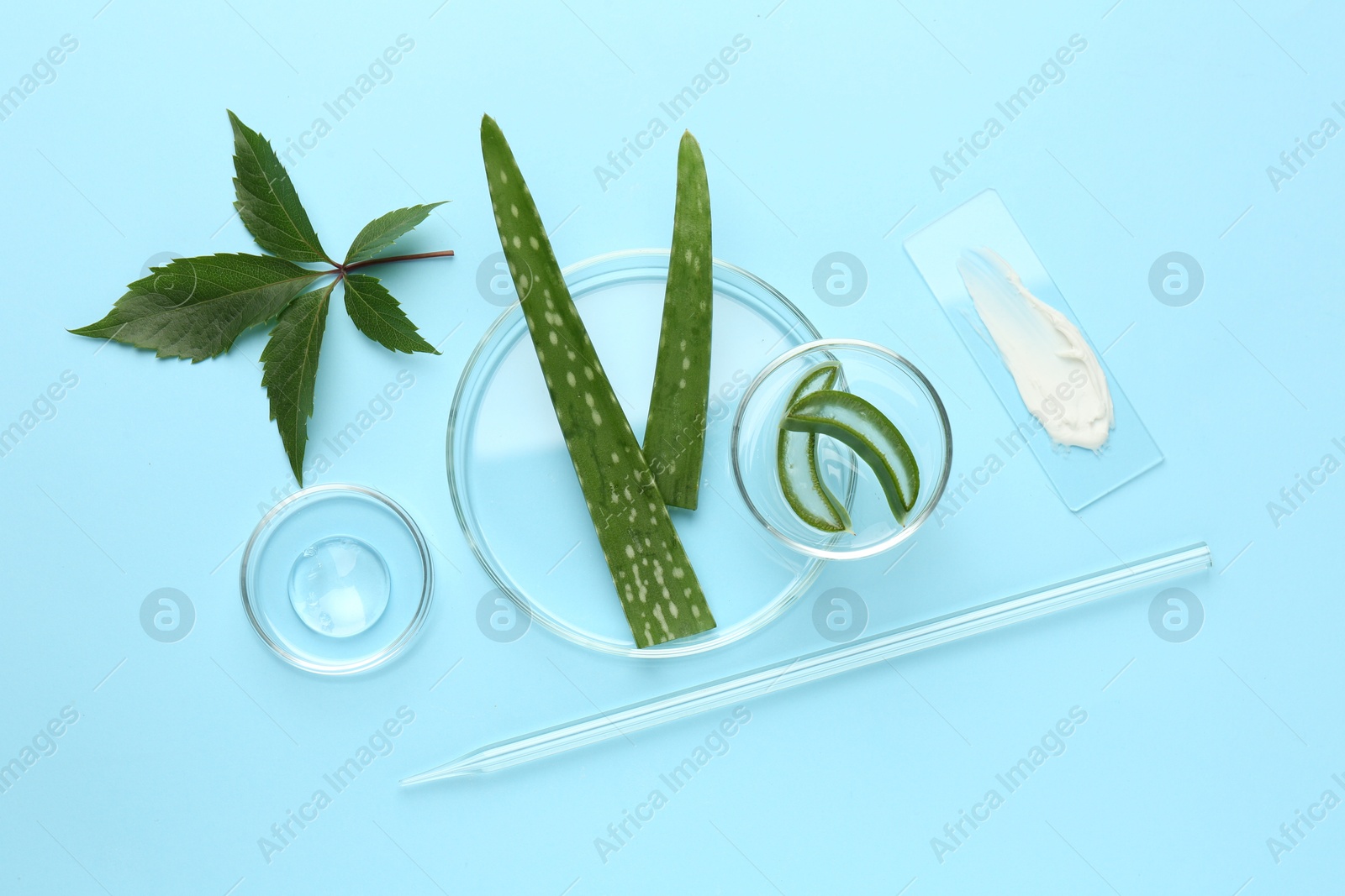 Photo of Petri dishes with different fresh leaves and cosmetic products on light blue background, flat lay