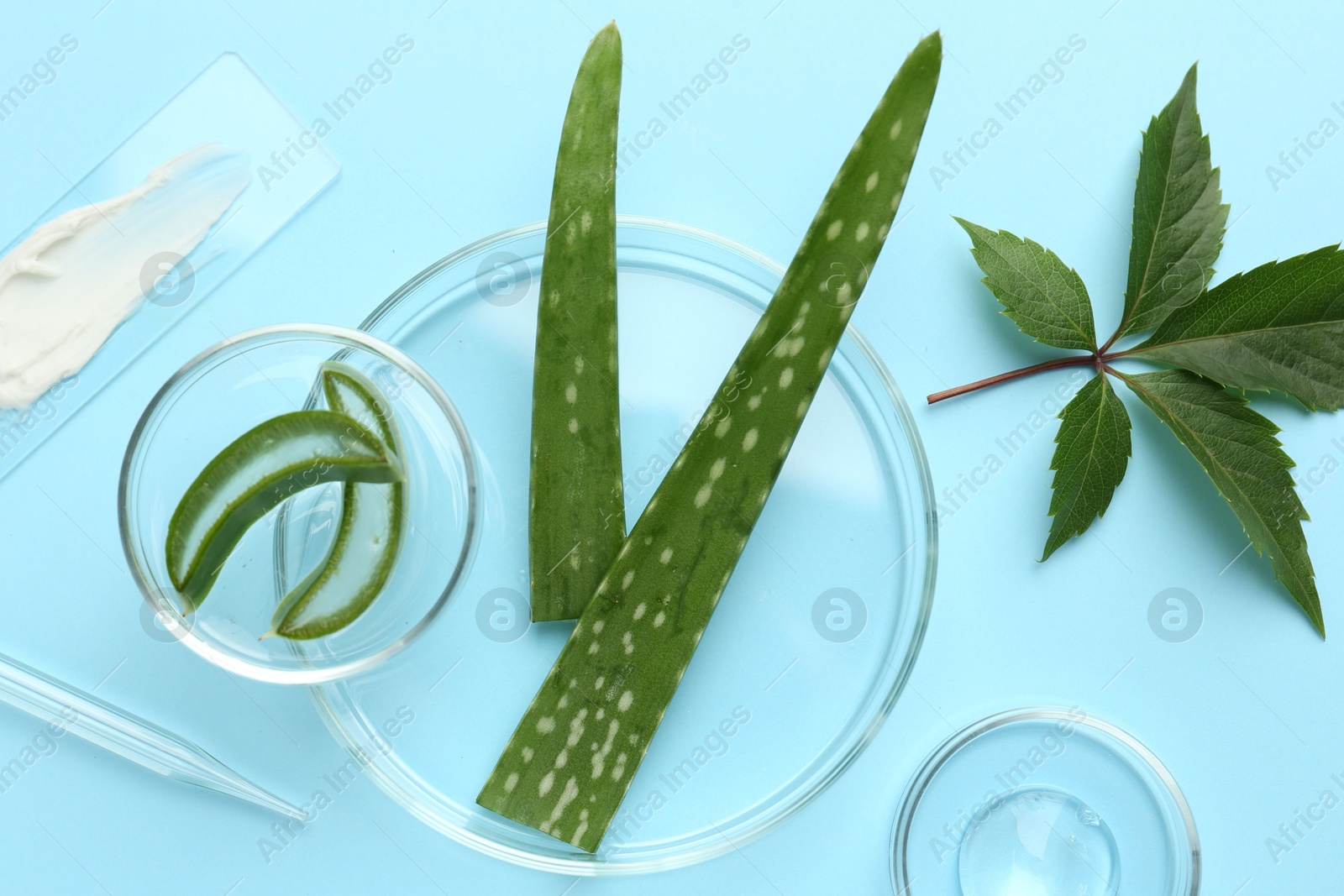 Photo of Petri dishes with different fresh leaves and cosmetic products on light blue background, flat lay