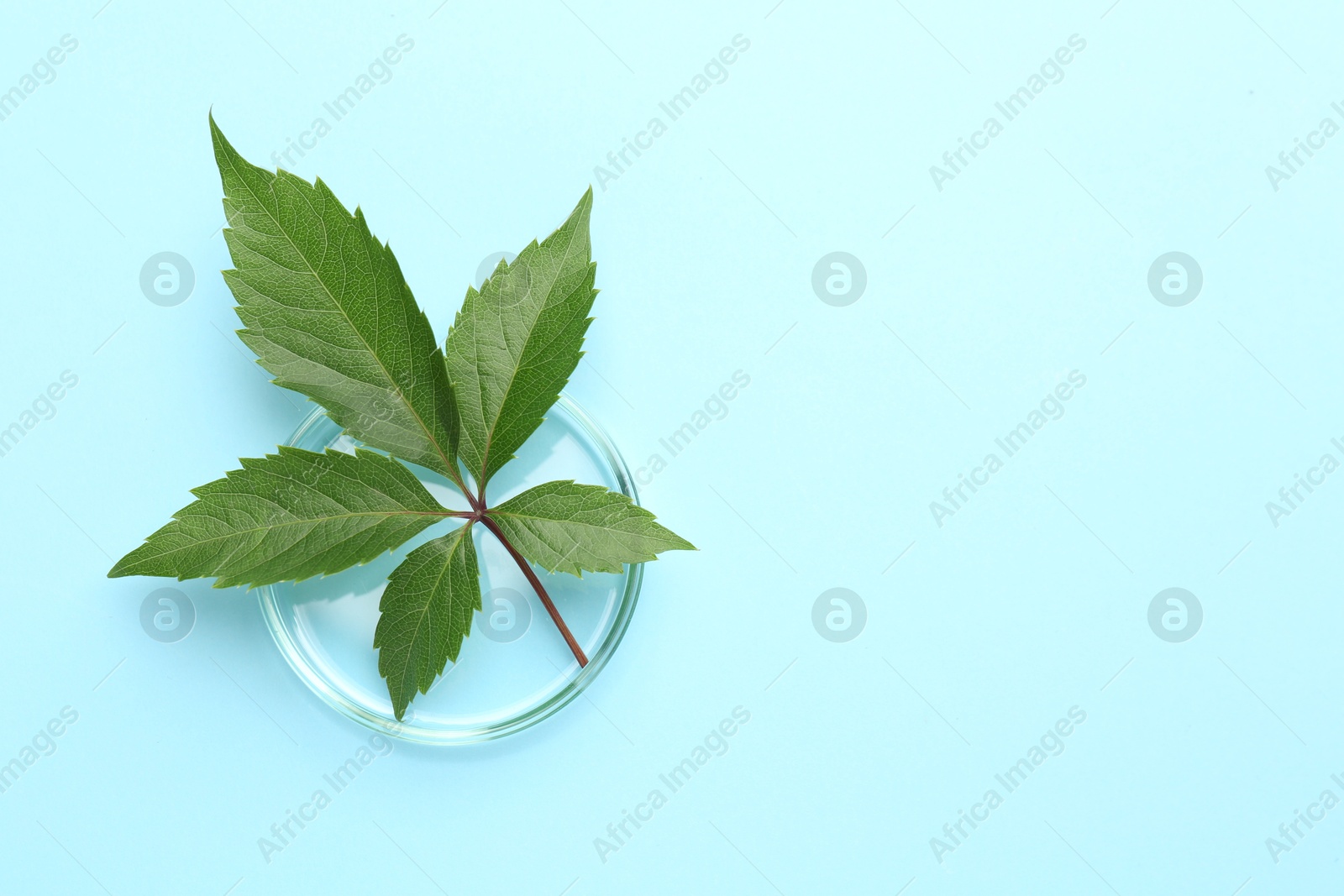 Photo of Petri dish with green leaves on light blue background, top view. Space for text