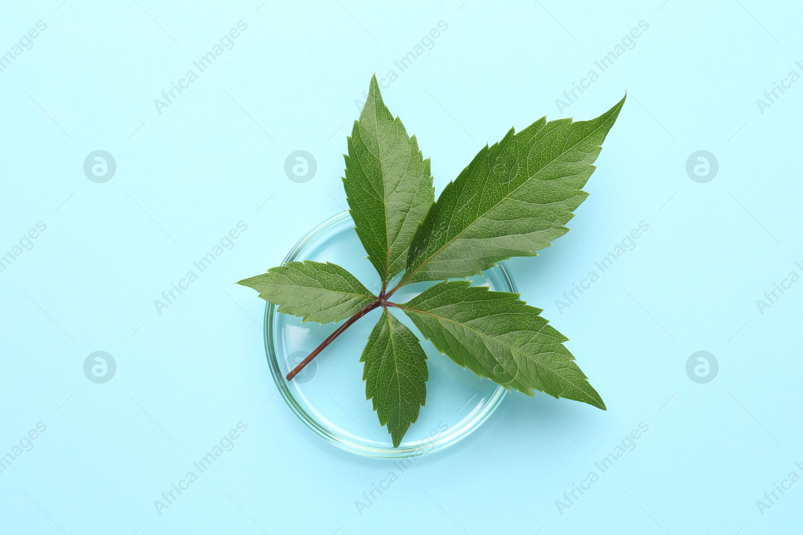 Photo of Petri dish with green leaves on light blue background, top view