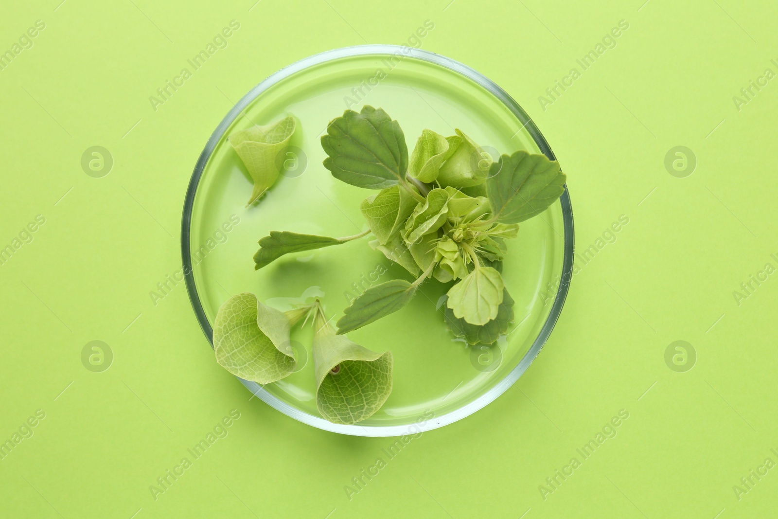 Photo of Petri dish with different fresh leaves on green background, top view