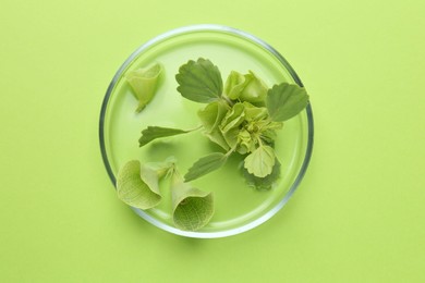 Photo of Petri dish with different fresh leaves on green background, top view