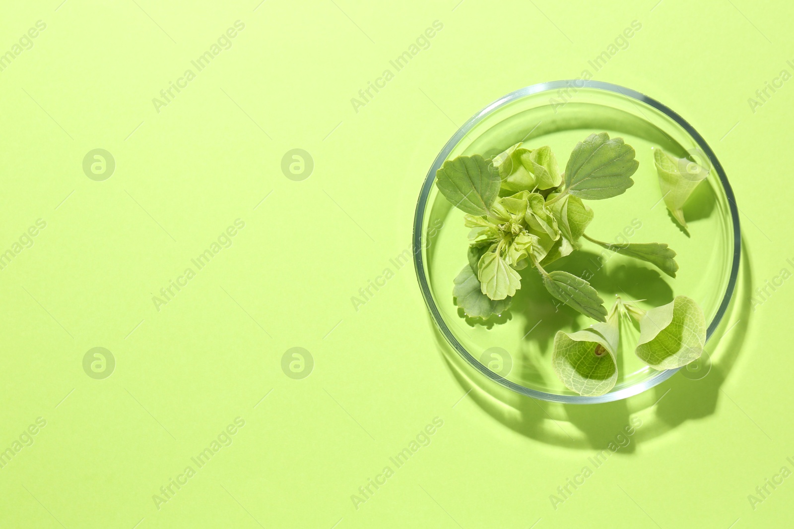 Photo of Petri dish with different fresh leaves on green background, top view. Space for text