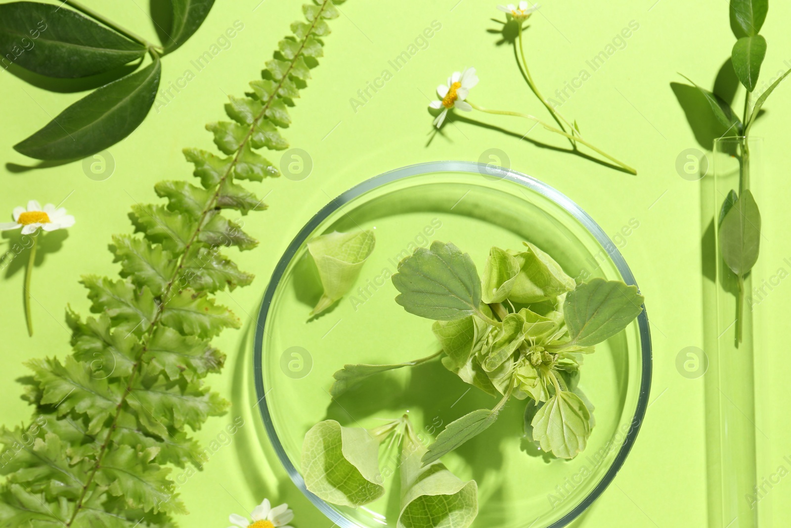 Photo of Petri dish with different fresh leaves and chamomile flowers on green background, flat lay