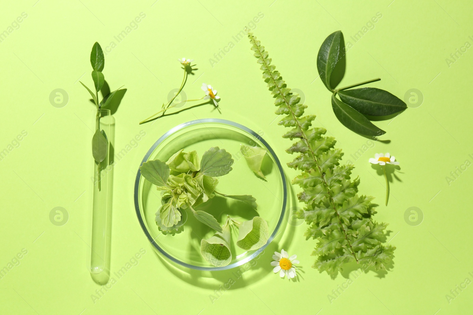 Photo of Petri dish with different fresh leaves and chamomile flowers on green background, flat lay