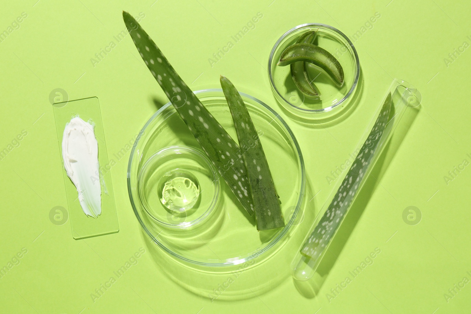 Photo of Petri dishes with fresh leaves and cosmetic products on green background, flat lay