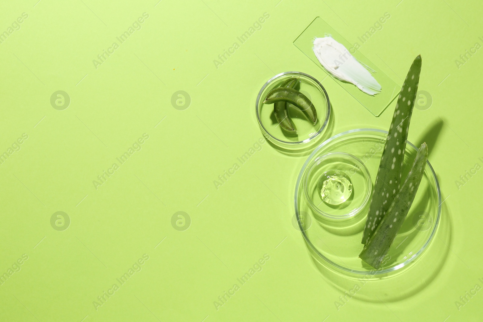 Photo of Petri dishes with fresh leaves and cosmetic products on green background, flat lay. Space for text