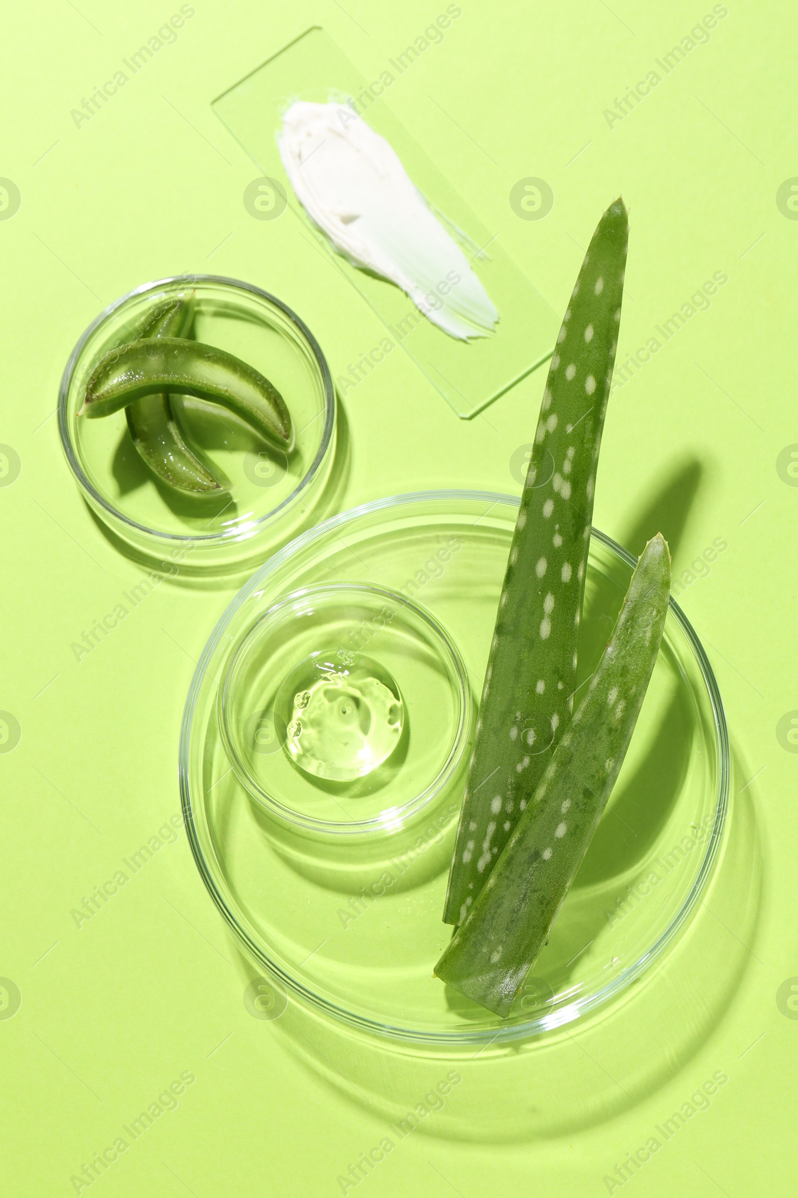 Photo of Petri dishes with fresh leaves and cosmetic products on green background, flat lay