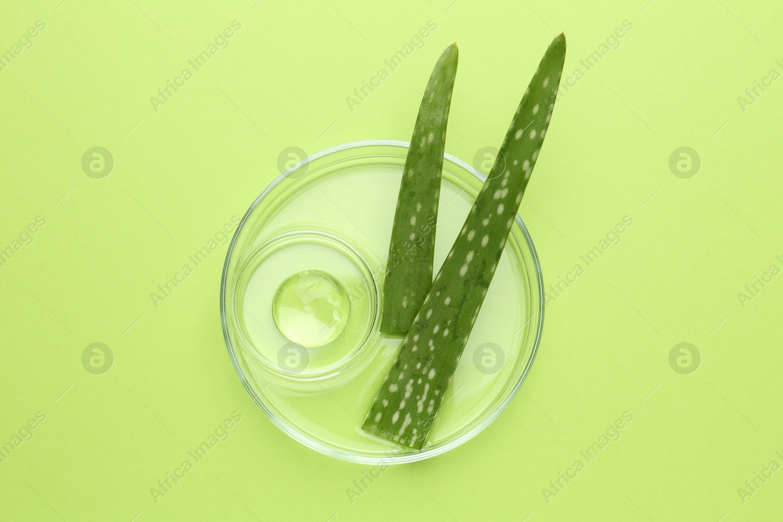 Photo of Petri dishes with gel and fresh aloe vera leaves on green background, top view