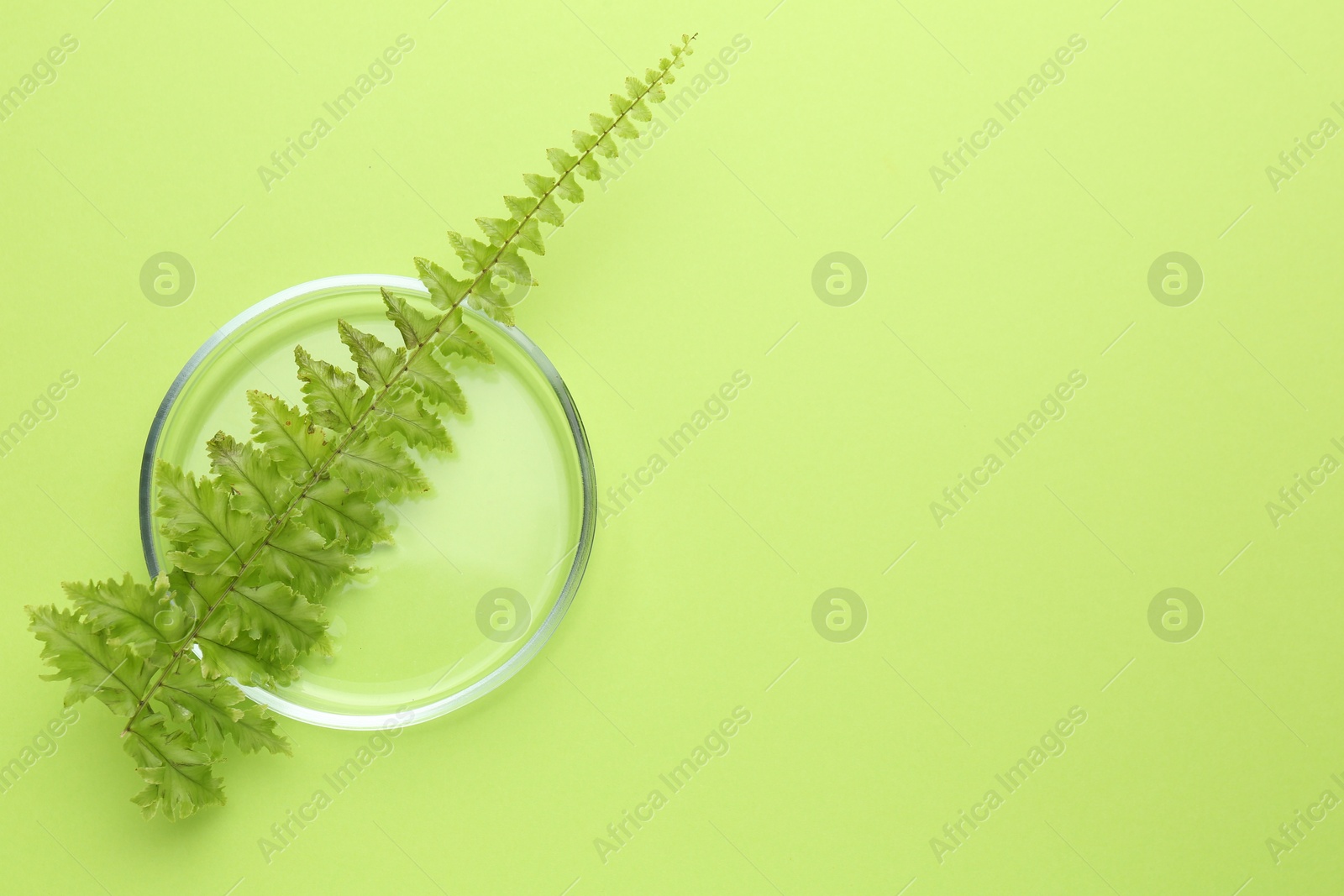 Photo of Petri dish with fresh fern leaf on green background, top view. Space for text