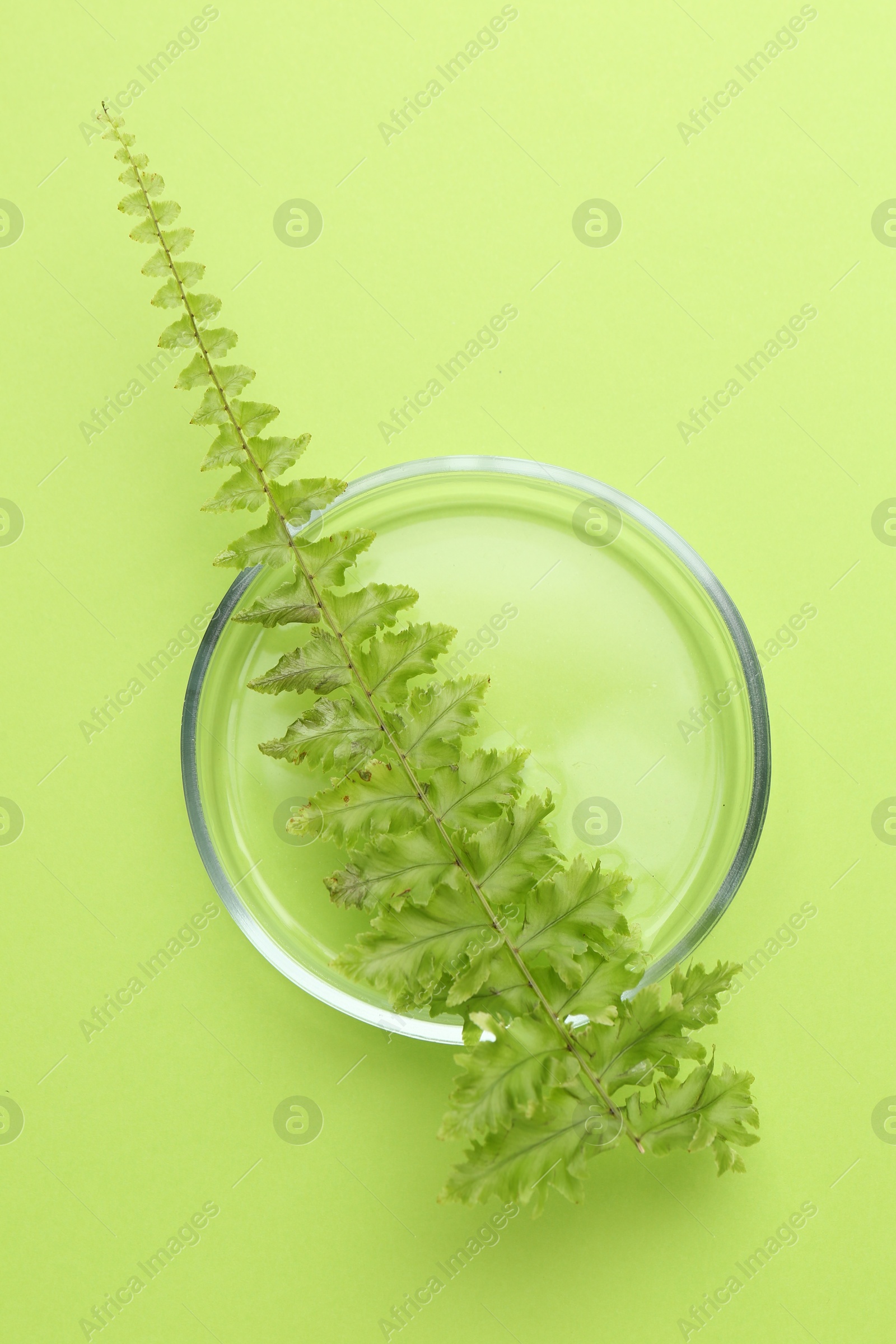 Photo of Petri dish with fresh fern leaf on green background, top view