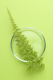 Photo of Petri dish with fresh fern leaf on green background, top view