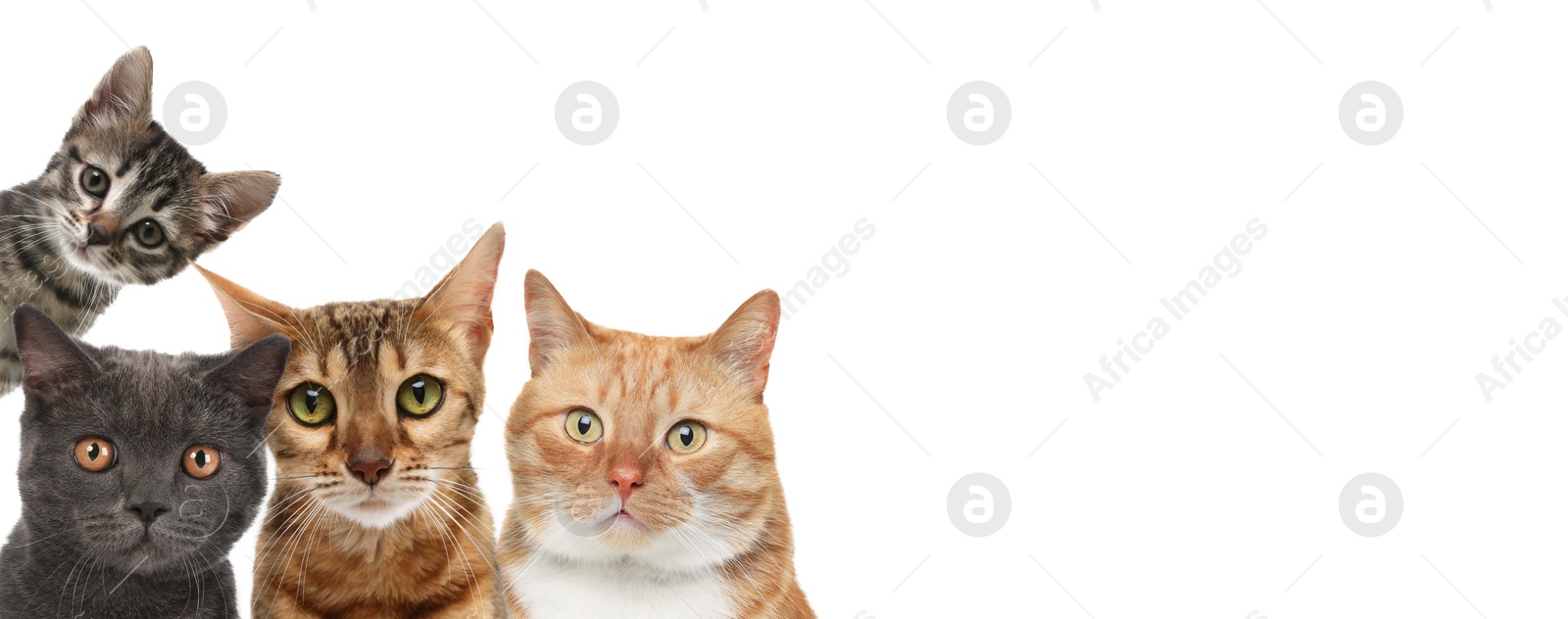 Image of Cute cats on white background, banner design with space for text. Lovely pet