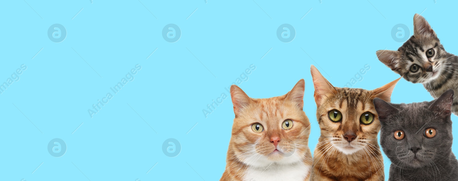 Image of Cute cats on light blue background, banner design with space for text. Lovely pet