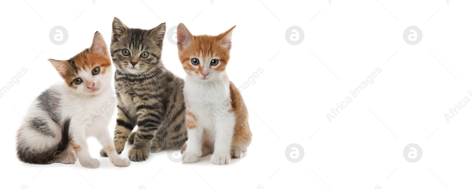 Image of Cute cats on white background, banner design with space for text. Lovely pet