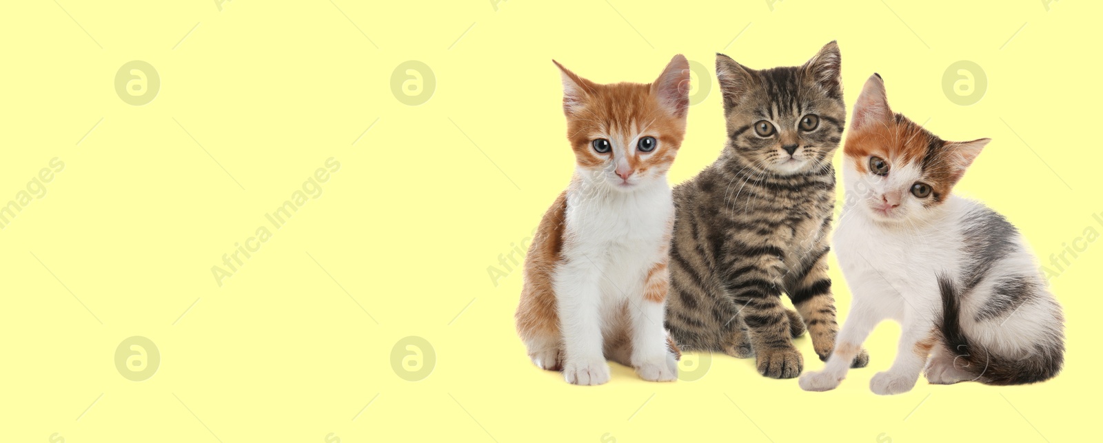 Image of Cute cats on light yellow background, banner design with space for text. Lovely pet