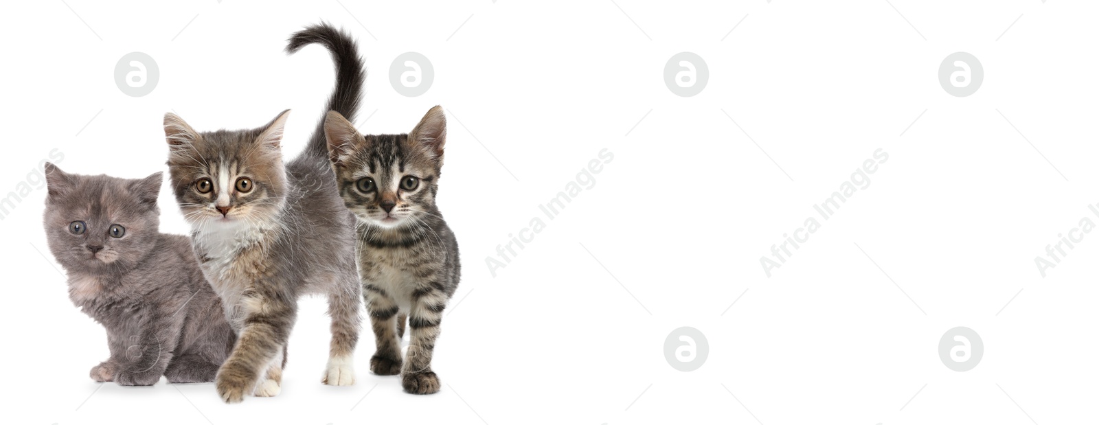 Image of Cute cats on white background, banner design with space for text. Lovely pet