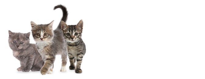 Image of Cute cats on white background, banner design with space for text. Lovely pet