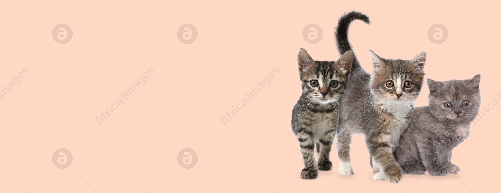 Image of Cute cats on beige background, banner design with space for text. Lovely pet