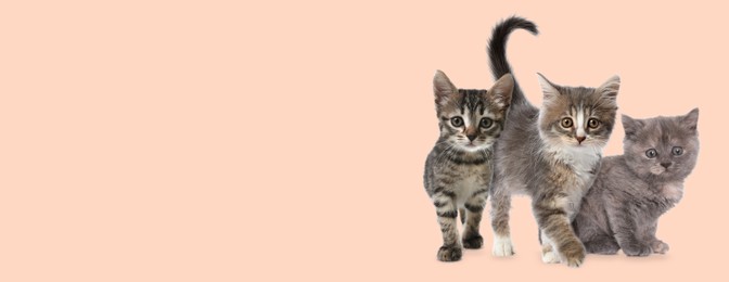 Image of Cute cats on beige background, banner design with space for text. Lovely pet