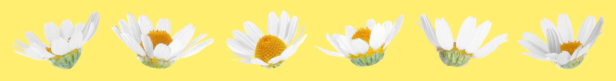 Many beautiful chamomile flowers on yellow background, set