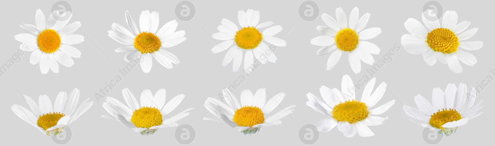 Image of Many beautiful chamomile flowers on light grey background, set