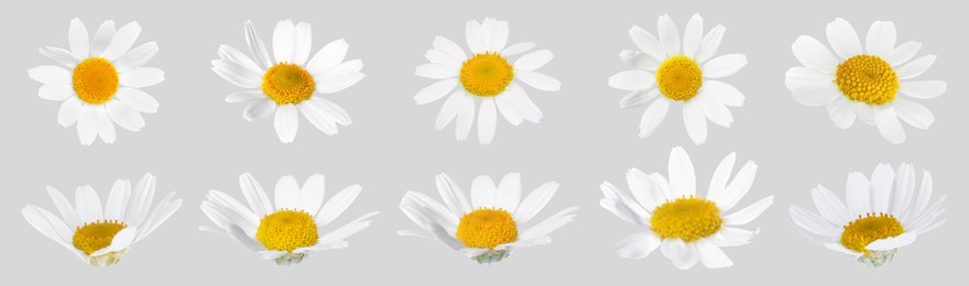 Image of Many beautiful chamomile flowers on light grey background, set