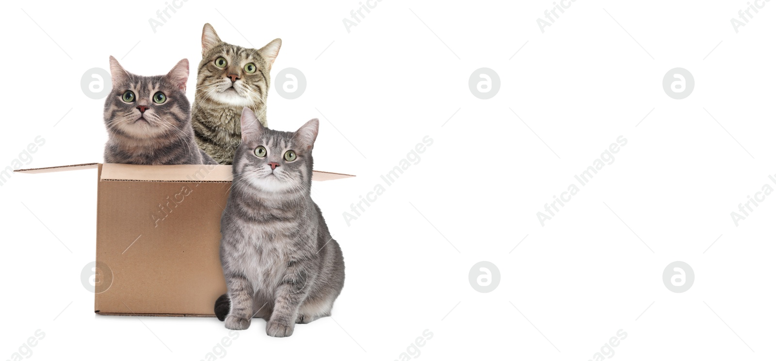 Image of Cute cats on white background, banner design with space for text. Lovely pet