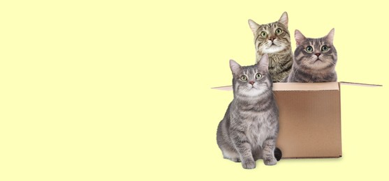 Image of Cute cats on light yellow background, banner design with space for text. Lovely pet