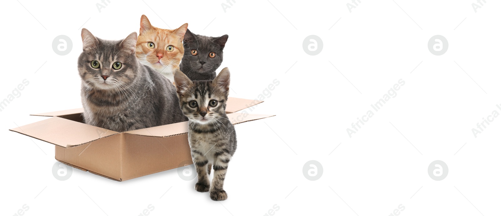 Image of Cute cats on white background, banner design with space for text. Lovely pet