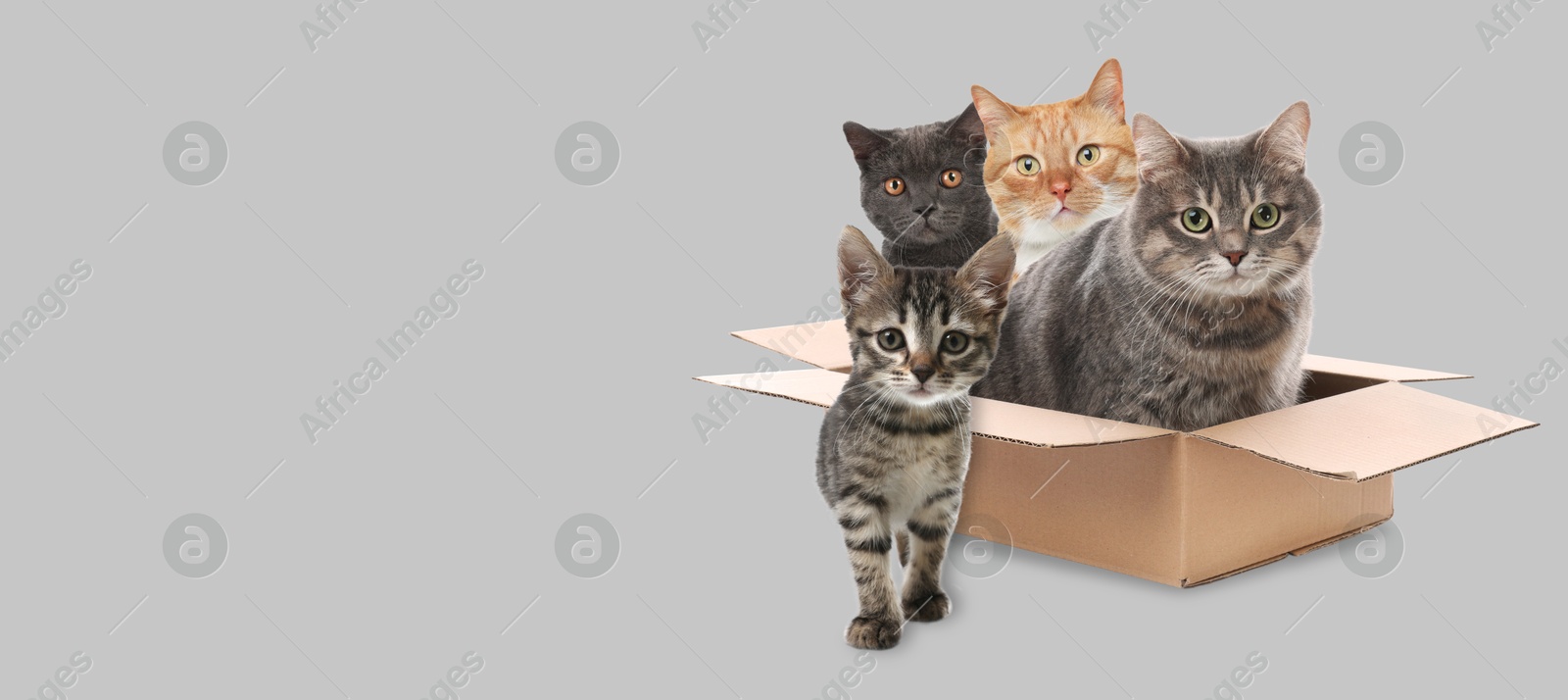 Image of Cute cats on light grey background, banner design with space for text. Lovely pet