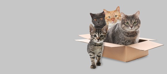 Image of Cute cats on light grey background, banner design with space for text. Lovely pet