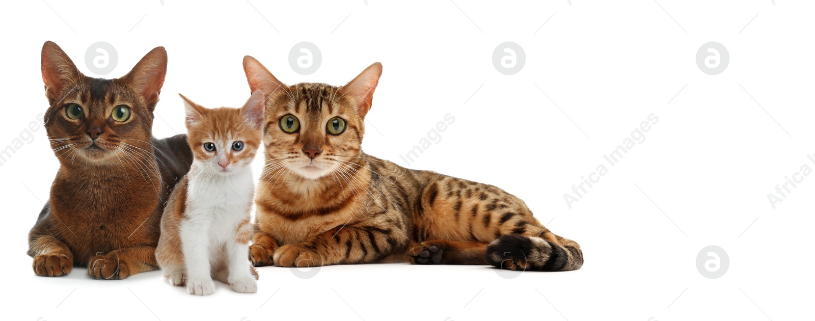 Image of Cute cats on white background, banner design with space for text. Lovely pet