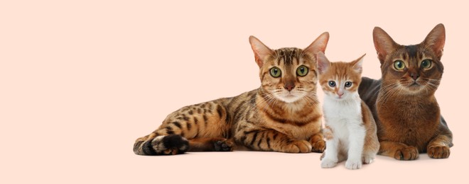 Image of Cute cats on beige background, banner design with space for text. Lovely pet