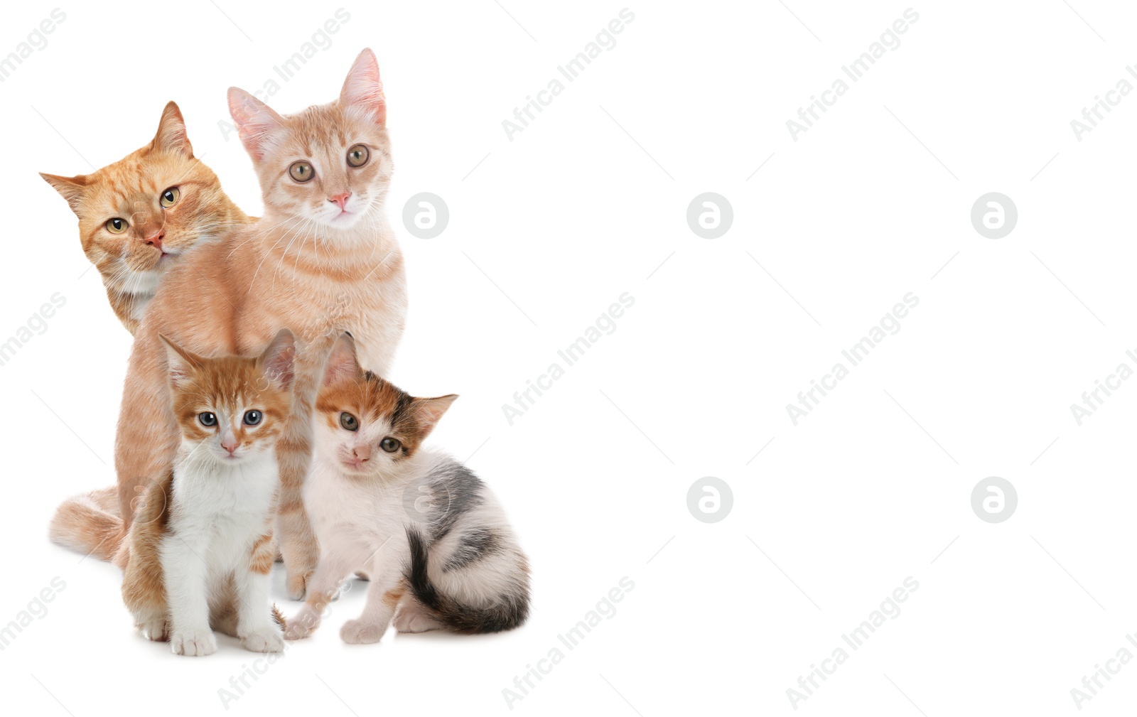 Image of Cute cats on white background, banner design with space for text. Lovely pet