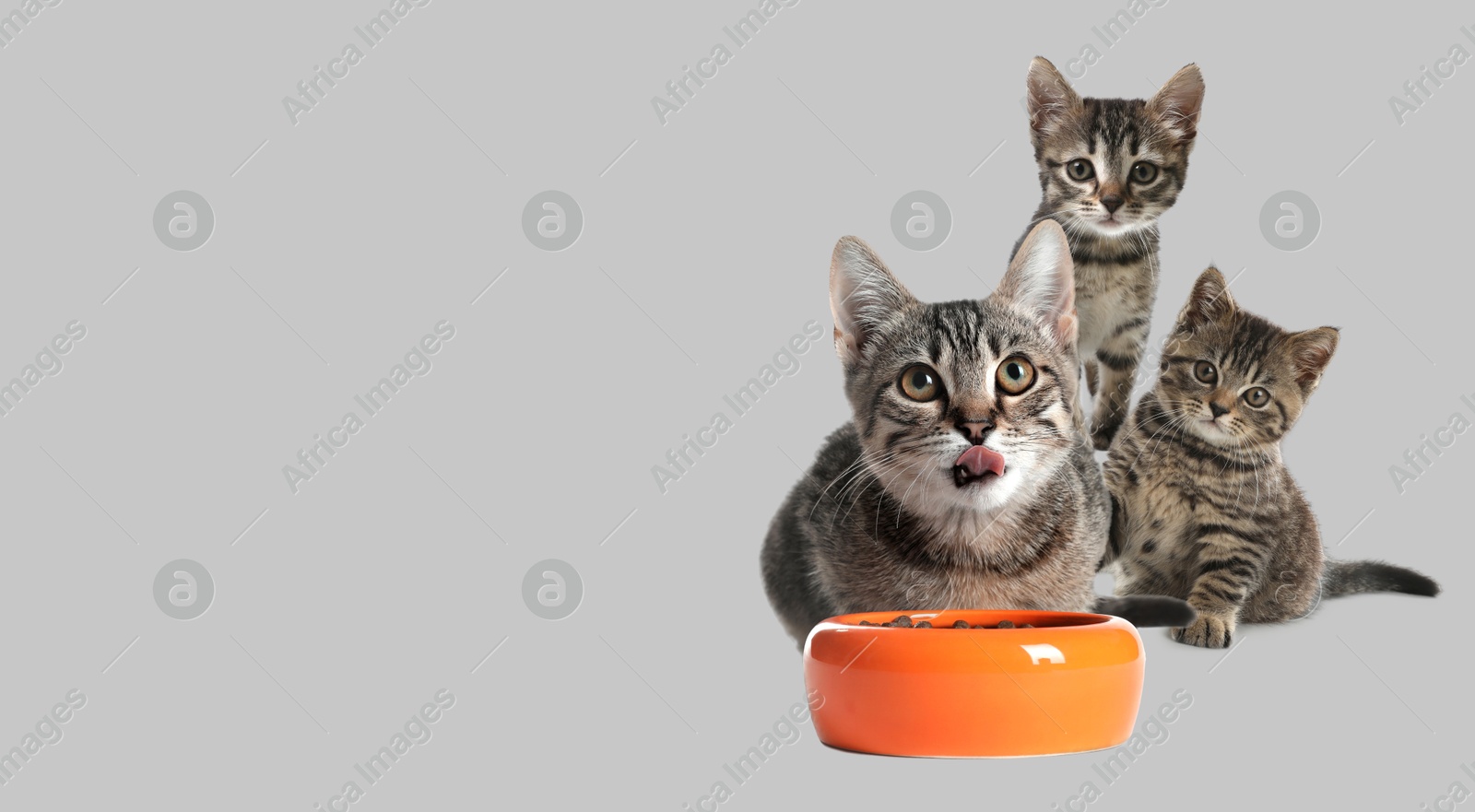 Image of Cute cats on light grey background, banner design with space for text. Lovely pet